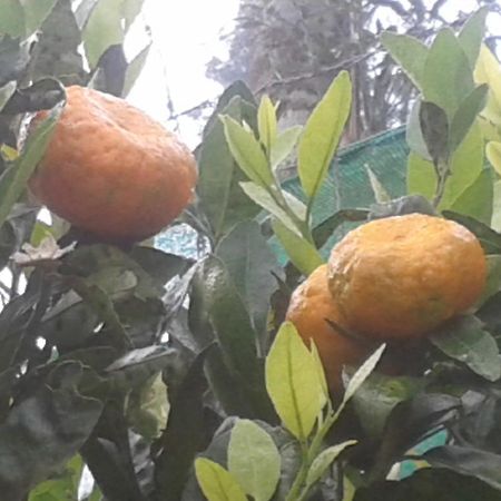 Happy Nest Yercaud Hotel Buitenkant foto