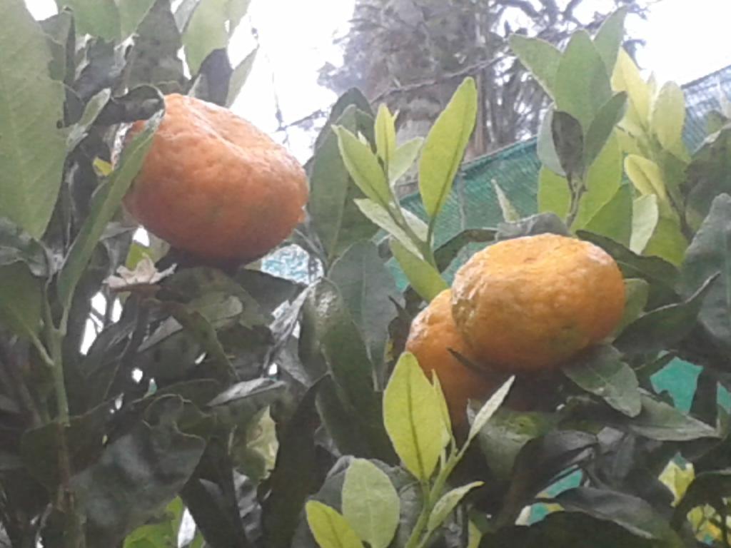 Happy Nest Yercaud Hotel Buitenkant foto